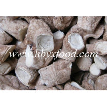 Comida saludable Precio bajo Shiitake Mushroom Leg